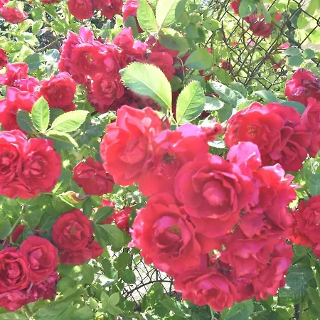 Lejlighed Einladende In Mit Grill Zweedorf