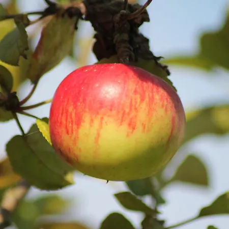 Einladende In Mit Grill Lejlighed Zweedorf