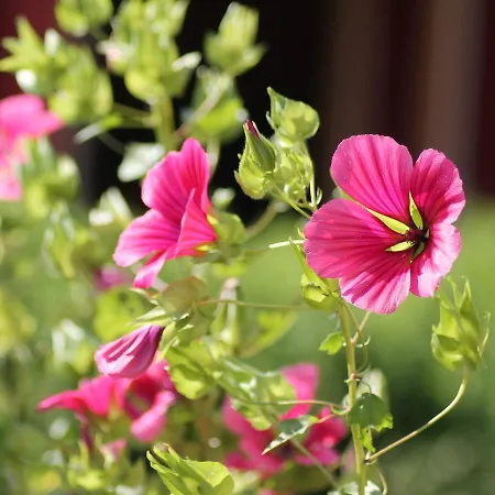 Einladende In Mit Grill Lejlighed *